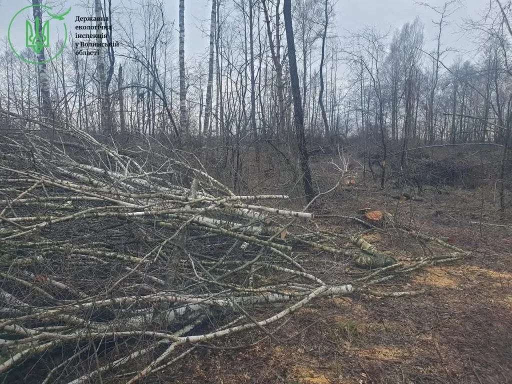 У Ковельському районі незаконно зрубали пів лісу 1