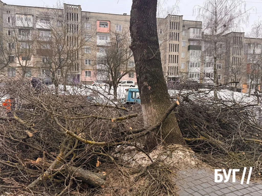 Фото дня: у Нововолинську комунальне підприємство «УЖК-1» кронує дерева напередодні весни 3