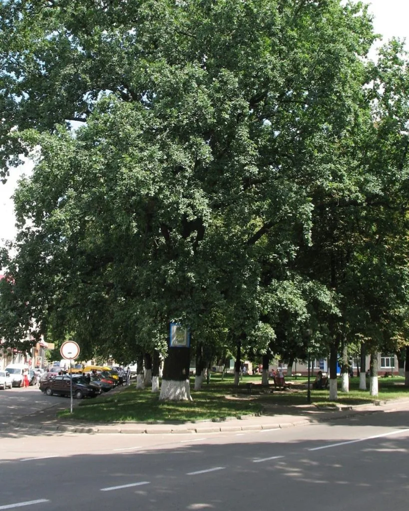 Фото дня: дуб-велетень у Володимирі — жива пам’ятка природи міста 5