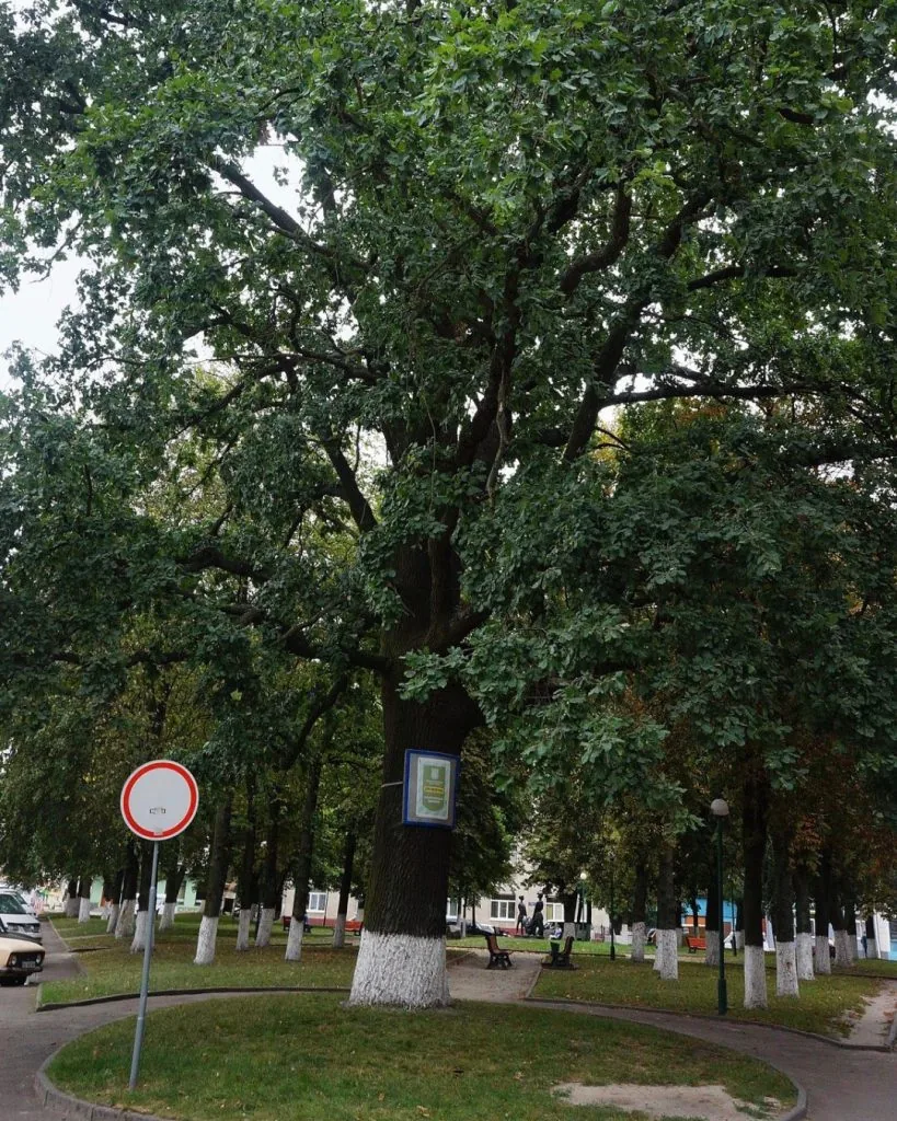 Фото дня: дуб-велетень у Володимирі — жива пам’ятка природи міста 4