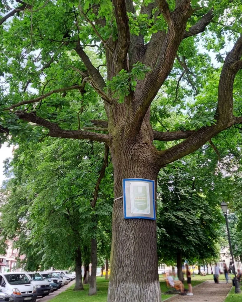 Фото дня: дуб-велетень у Володимирі — жива пам’ятка природи міста 3