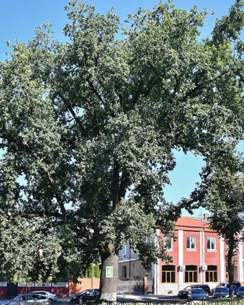 Фото дня: дуб-велетень у Володимирі — жива пам’ятка природи міста 2