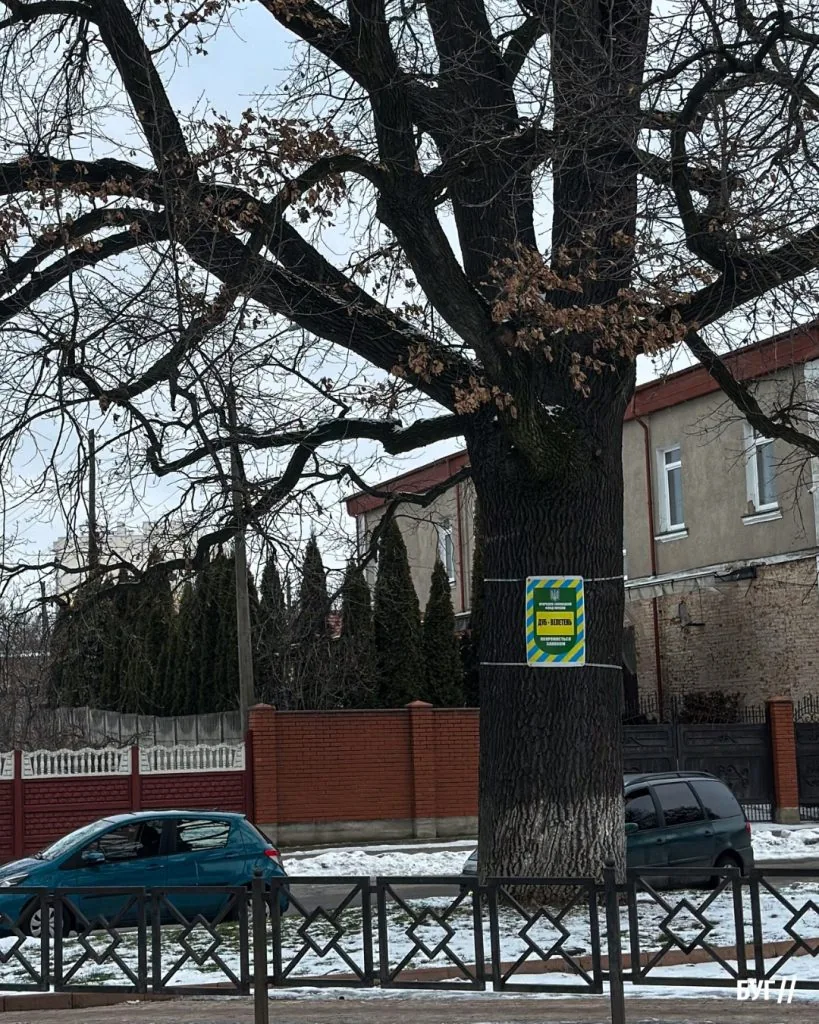 Фото дня: дуб-велетень у Володимирі — жива пам’ятка природи міста 6