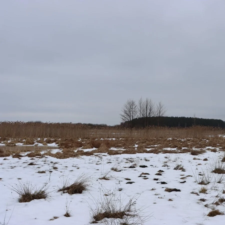 Сірі журавлі почали повертатися на Волинь із вирію 2