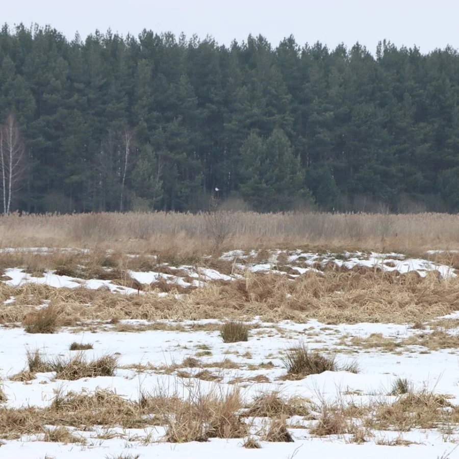 Сірі журавлі почали повертатися на Волинь із вирію 3