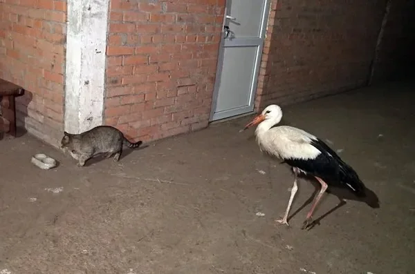 Літає над кіньми і змагається з котом: на Волині у стайні зимує лелека 2