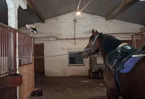 Літає над кіньми і змагається з котом: на Волині у стайні зимує лелека 1