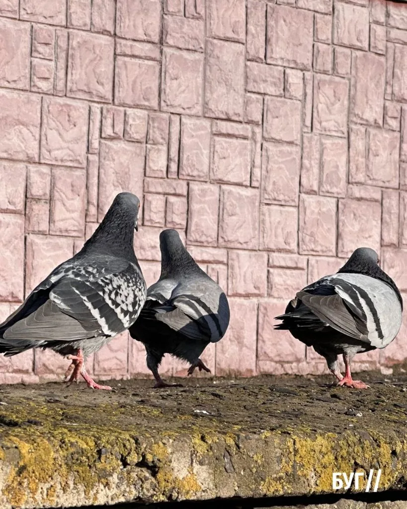 Місто буденне: перші дні весни у Володимирі, місто поступово прокидається після зими 12