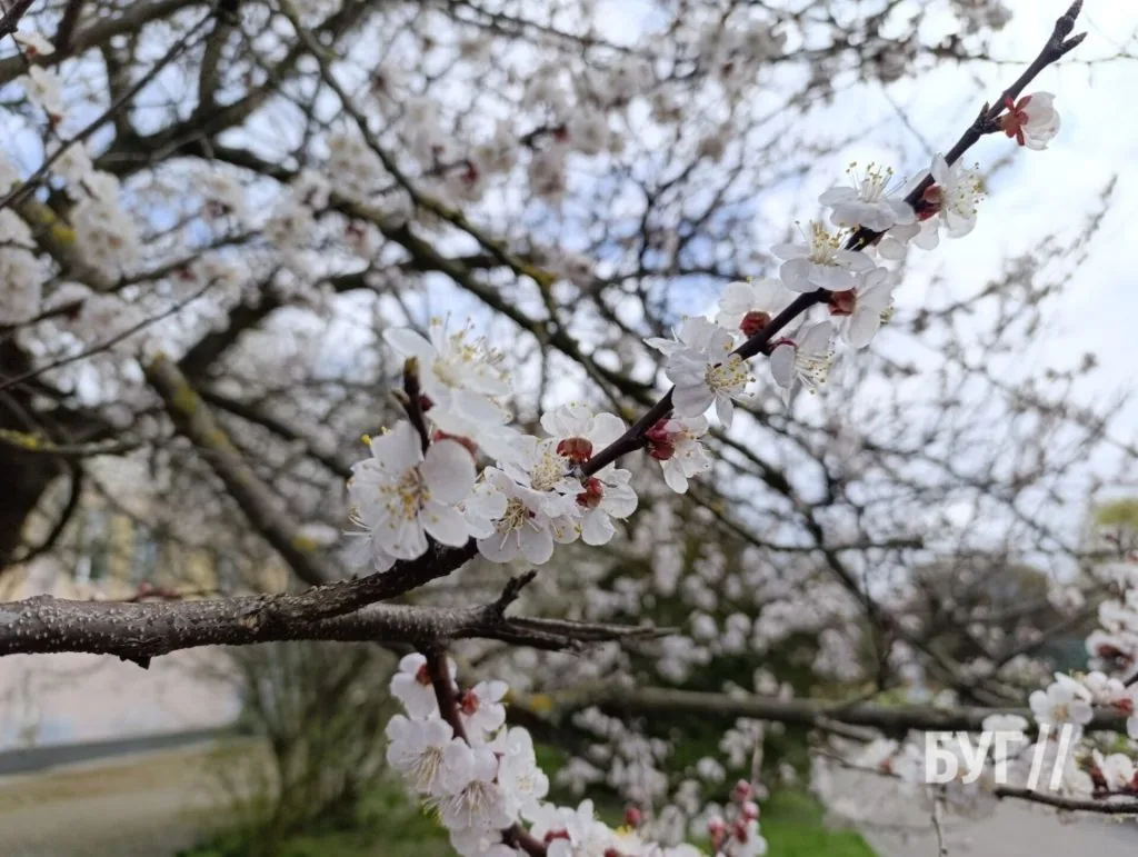 Фото дня: у Володимирі зацвіли абрикоси й вишні 1