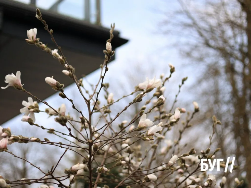 Фото дня: у Нововолинську розцвіла магнолія 3