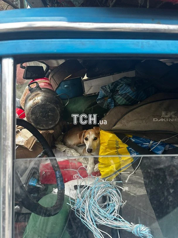«Тягнули по Києву як барона»: історія пенсіонера з Донбасу, який вивіз із пекла війни 18 курей та собаку 1
