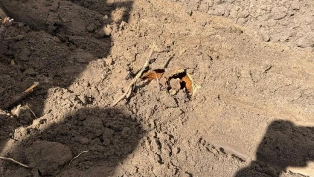 У перший день польсько-українських розкопок на Волині виявили братську могилу