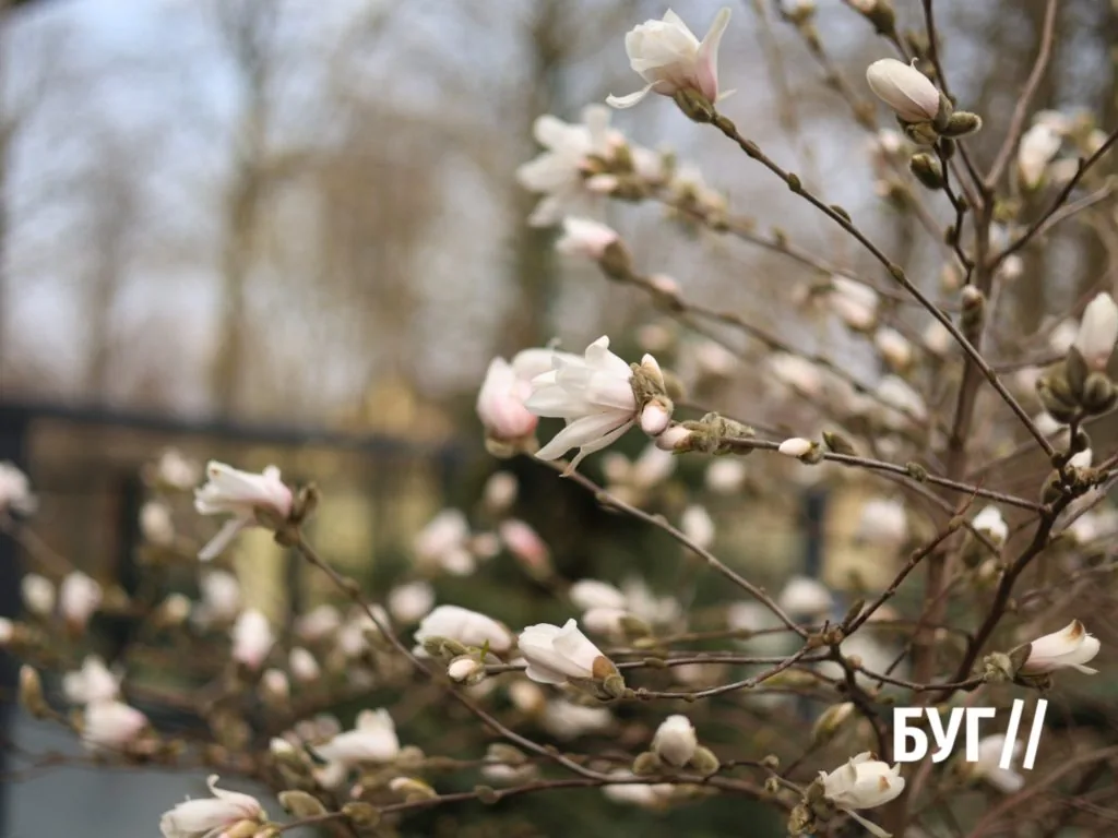 Фото дня: у Нововолинську розцвіла магнолія 2