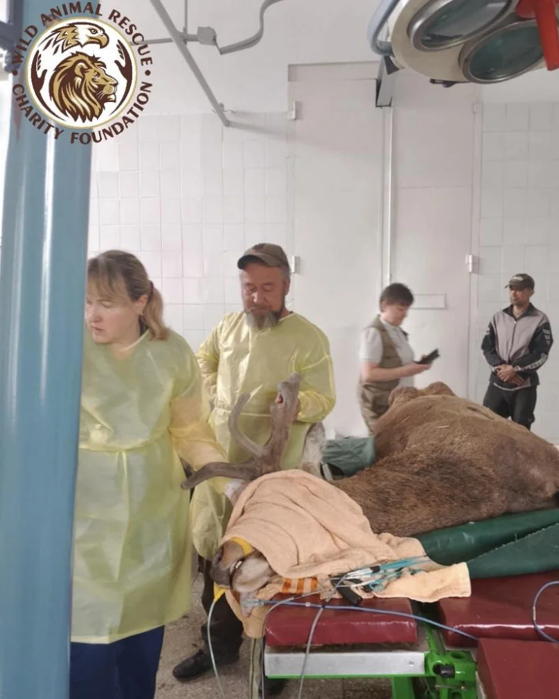 Оленю Борису терміново провели операцію після ДТП: ветеринари боролися за життя тварини 1