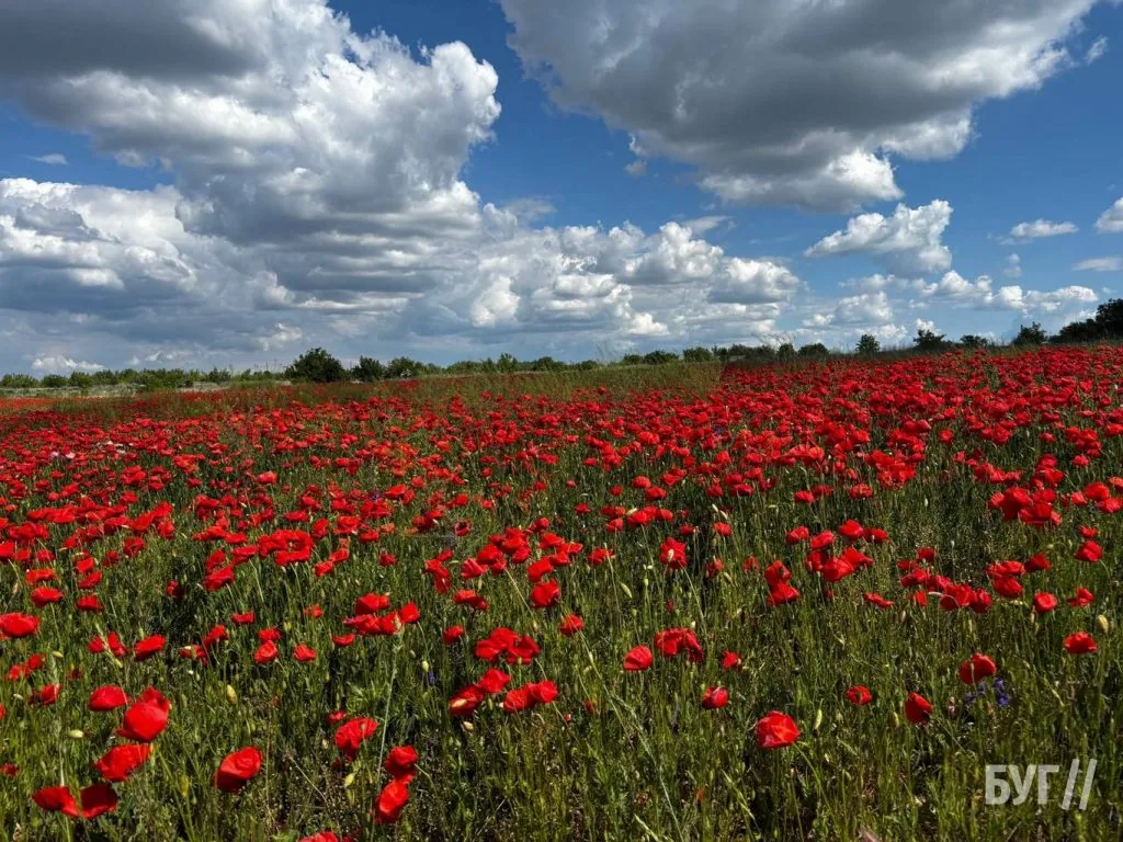 Фото дня: на володимирських полях зацвіли маки 3