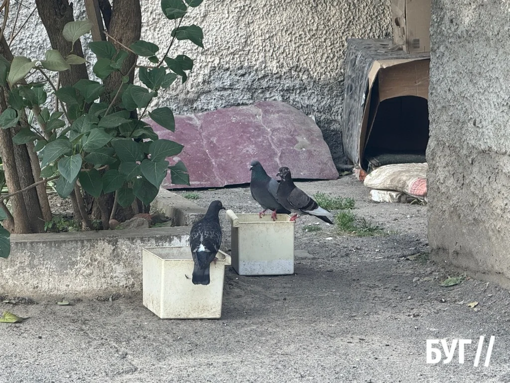 Фото дня: у спеку чотирилапі та пернаті мешканці Нововолинська шукають порятунку 4