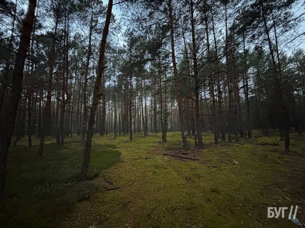 Фото дня: у мохах Шацьких лісів з’явилися осінні гриби 3