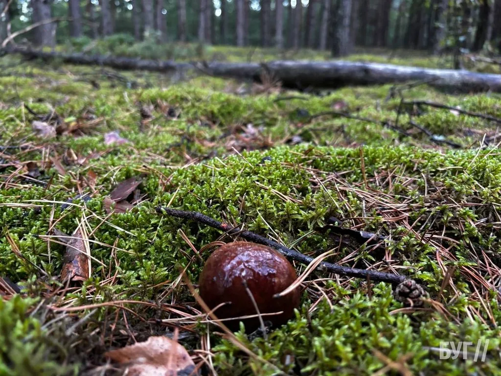 Фото дня: у мохах Шацьких лісів з’явилися осінні гриби 2