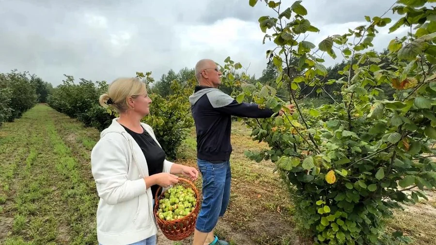 «Захотілося чогось нестандартного»: подружжя з Волині 10 років вирощують фундук 4