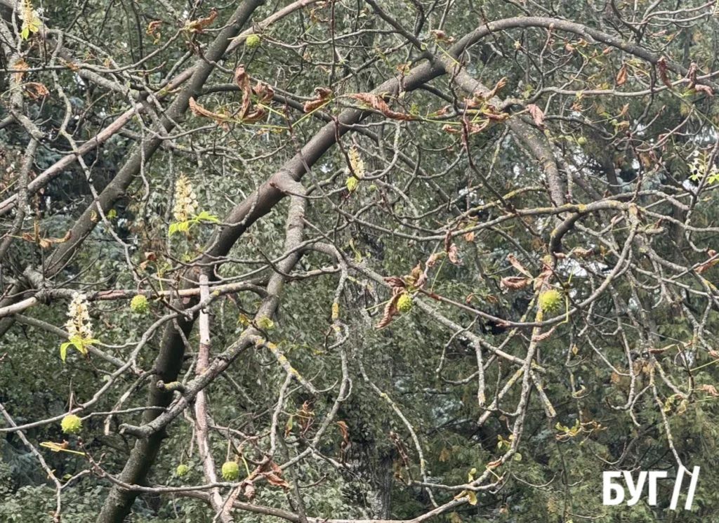 Фото дня: Луцьк зустрічає осінь дощем і каштанами 2