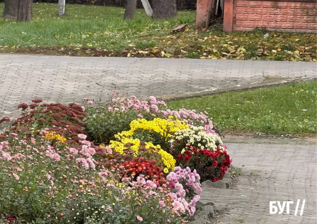 Фото дня: хризантеми — квіти, які не бояться осінніх холодів 6
