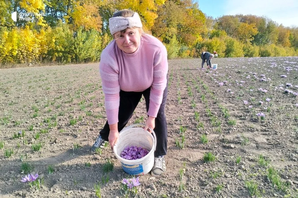 На Волині стартував сезон збору шафрану: як вирощують найдорожчу у світі спецію 3
